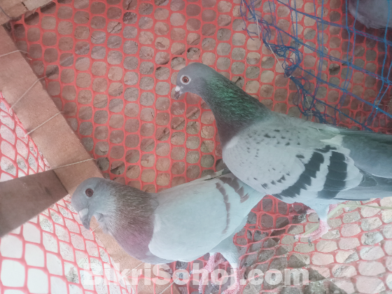 রেসার কবুতর